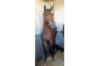 Image cheval QRACK AIMEF
