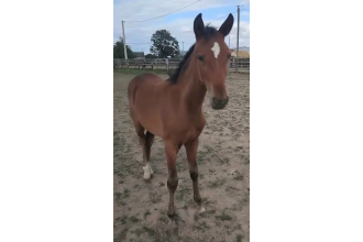 Image cheval QUATINKA AIMEF