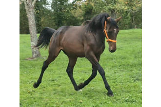 Image of horse POWER WAY TO PARIS
