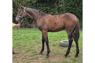 Image of horse Q.26 GLORY WAY TO PARIS