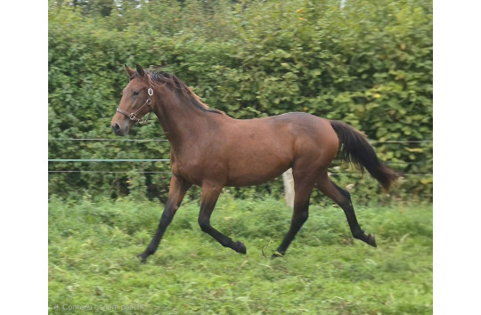 PROMISE STAR