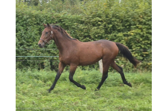 Image of horse PROMISE STAR