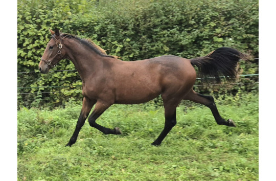 PROMISE STAR