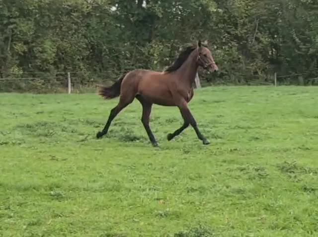 PROMISE STAR