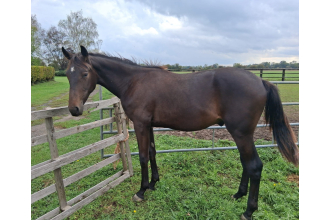 Image of horse PAOLO MANNETOT