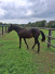 PAOLO MANNETOT